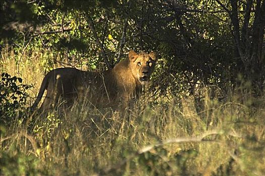 狮子,树林,禁猎区,克鲁格国家公园,林波波河,南非