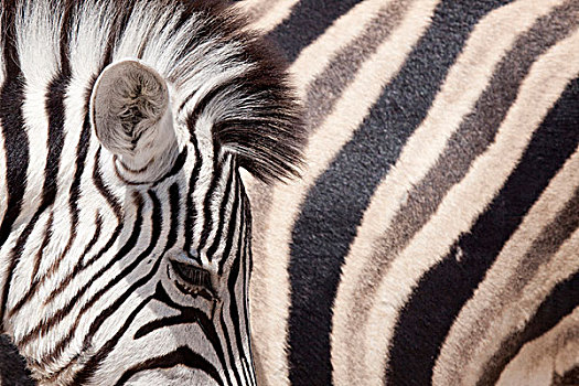 纳米比亚,埃托沙国家公园,特写,两个,斑马