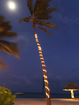 棕榈树,夜晚,礁石,胜地,伯利兹
