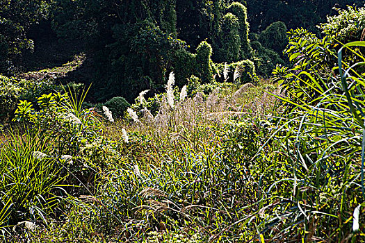 野生植物,英国,新界,香港