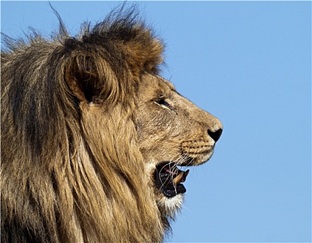 狮子,国王