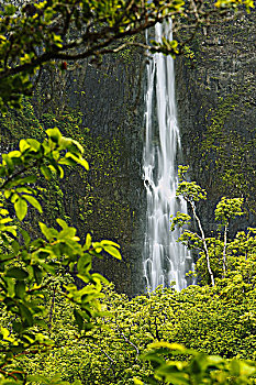夏威夷,考艾岛,纳帕利海岸,瀑布,围绕,叶子