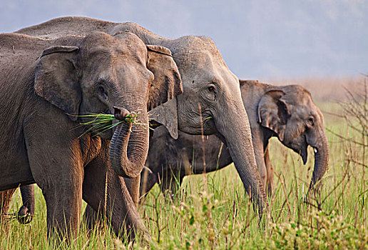 印度,亚洲象,展示,草,国家公园