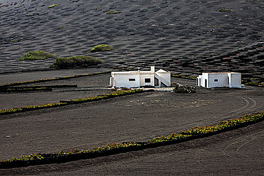 白房子,酒用葡萄种植区,兰索罗特岛,加纳利群岛,西班牙,欧洲