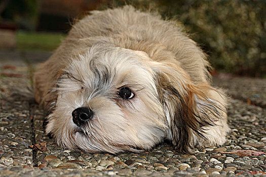 哈瓦那犬,小动物,卧,水泥,石板