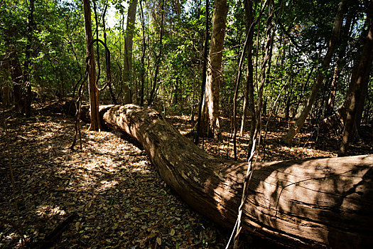 干燥,树林,自然保护区,马达加斯加,荒野