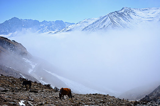 川西高原,雪山,旅游,徒步,巴朗山,云海