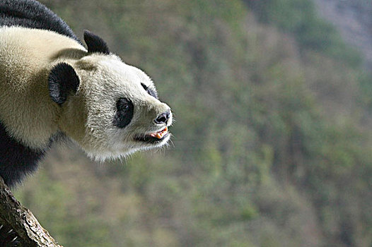 大熊猫,卧龙,四川,中国