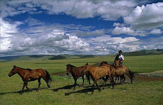 蒙古,马,牧人