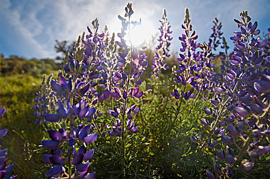 紫色,阳光,后面,加利福尼亚,美国