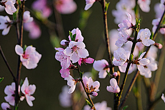 特写,桃色,桃,花,花园,奥地利