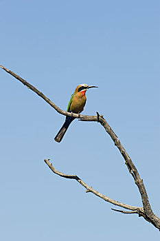 赞比亚,靠近,国家公园,食蜂鸟