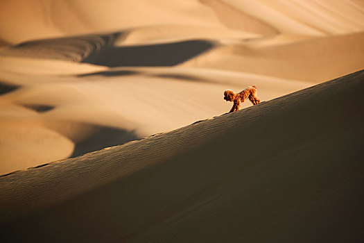 库木塔格沙漠上的小狗