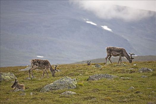 驯服,驯鹿,驯鹿属,靠近,尤通黑门山,挪威,斯堪的纳维亚,欧洲