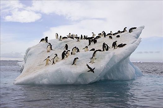 阿德利企鹅,成群,冰山,靠近,保利特岛,南极