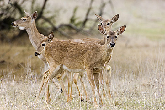 美国,德克萨斯,丘陵地区,靠近,猎捕,白尾鹿