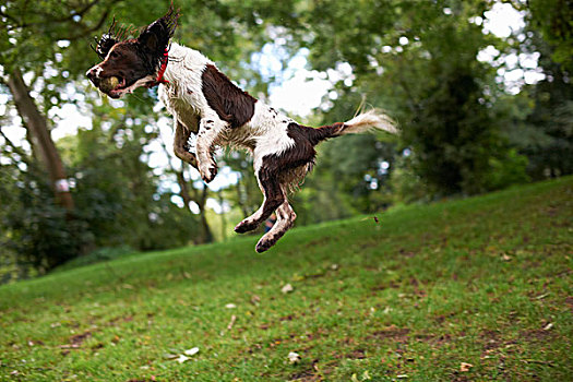狗,跳跃,半空中
