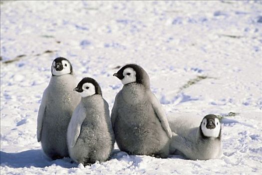 帝企鹅,幼禽,阿特卡湾,威德尔海,南极