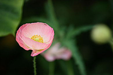 一朵罂粟花图片