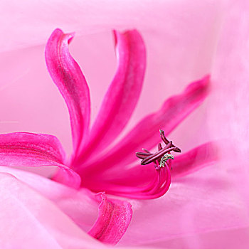 粉色,花