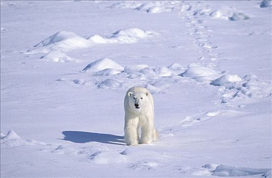 北极熊,斯瓦尔巴特群岛