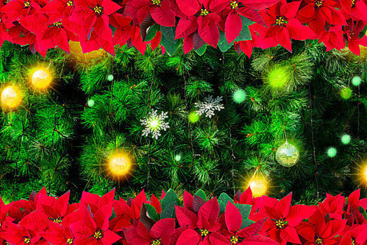 圣诞节,用圣诞红与耶诞树设计成的贺卡