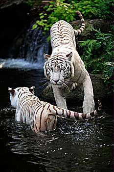 白色,虎,成年,一对,水中