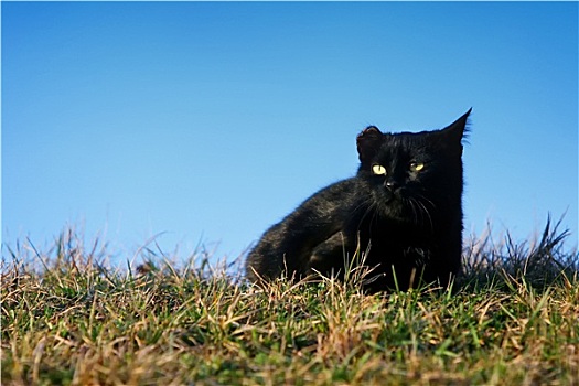 黑猫,损坏,耳,草丛