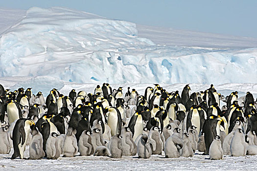 帝企鹅,生物群,威德尔海,南极