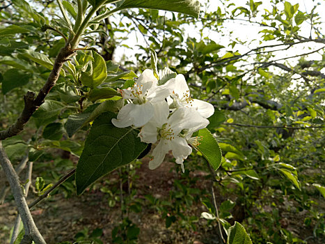 苹果花白色的