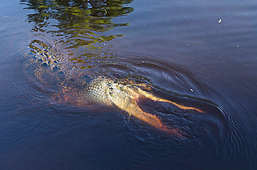 美国短吻鳄,国家野生动植物保护区,佛罗里达,美国