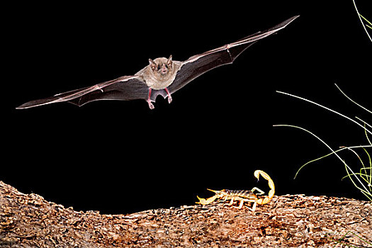 蝙蝠,接近,蝎子,捕食,亚利桑那州南部