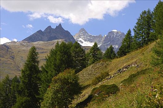 树林,线条,高山,瓦莱,瑞士