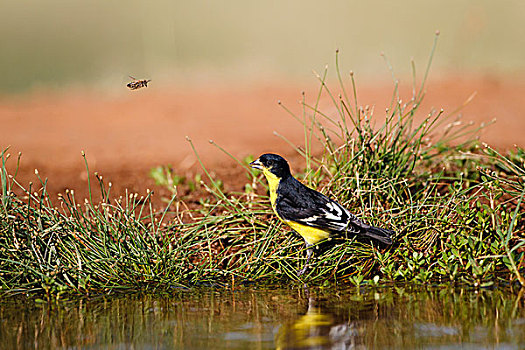 金翅雀,雄性,水塘