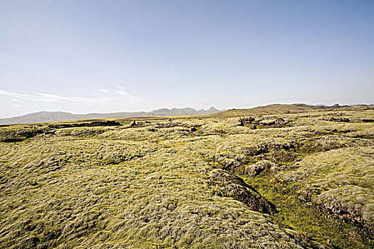 苔藓,遮盖,熔岩原,冰岛