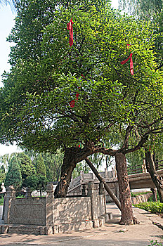 传说中的杜康造酒桑树