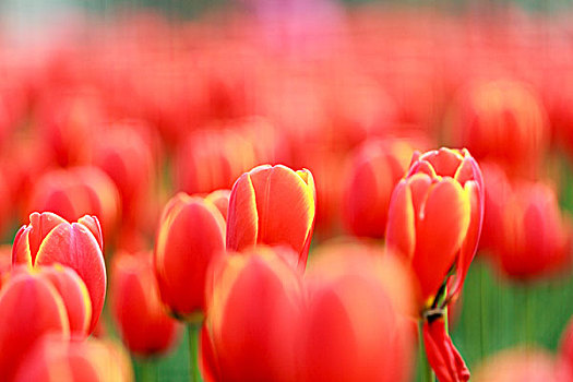 郁金香,鲜花,红,特写