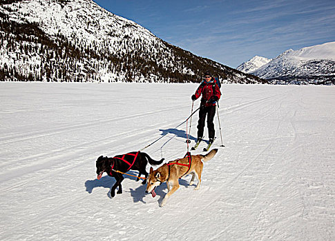 女人,雪橇狗,拉拽,越野滑雪,阿拉斯加,爱斯基摩犬,冰冻,湖,沿岸,山脉,小路,育空地区,不列颠哥伦比亚省,加拿大