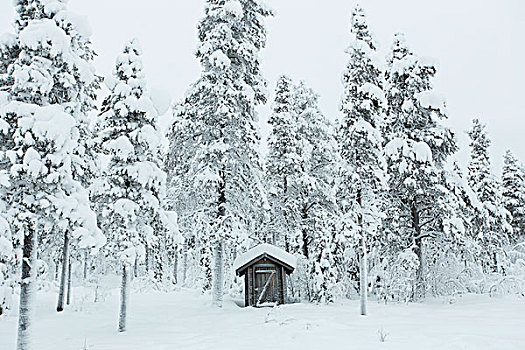 房子,围绕,积雪,树