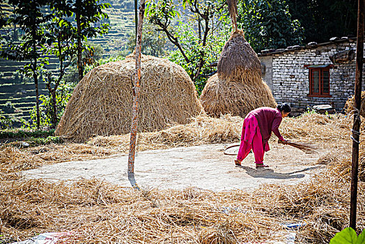 女人,打扫,干草,分隔,小麦,尼泊尔