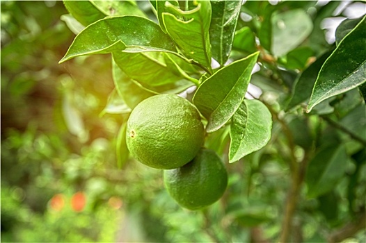 酸橙树,水果