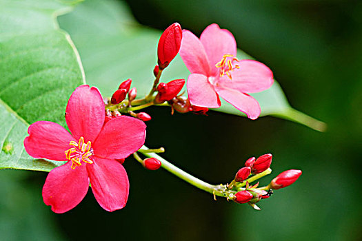 鸡蛋花,花卉,鲜花