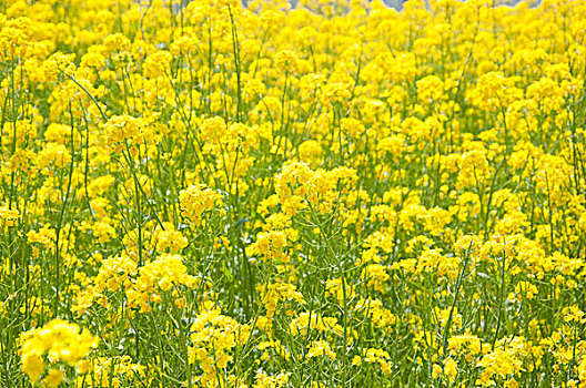 油菜花田