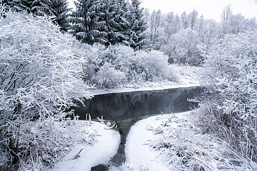 雪,树林,冬天,白天