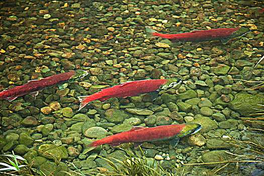红大马哈鱼,卵,河,靠近,不列颠哥伦比亚省,加拿大