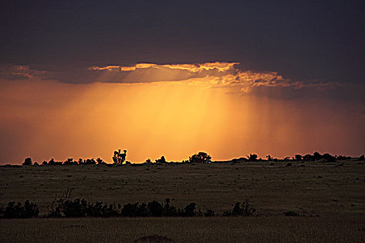 肯尼亚非洲大草原落日-霞光