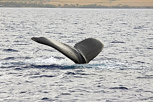 下降,尾部,鲸尾叶突,驼背鲸,西部,海岸,毛伊岛,夏威夷