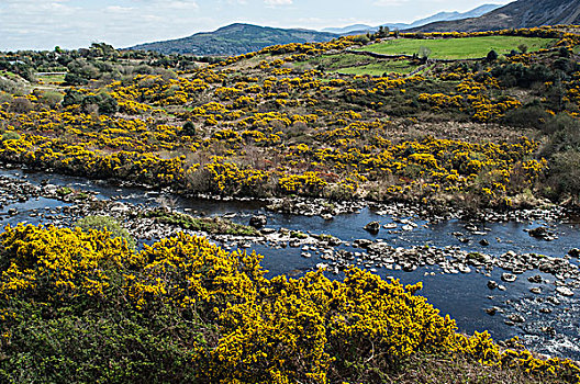 河,背景,半岛,凯瑞郡,爱尔兰,英国