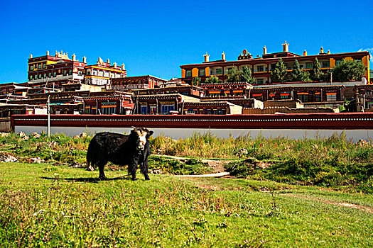 丹巴,甲居藏寨,建筑,乡村,藏居
