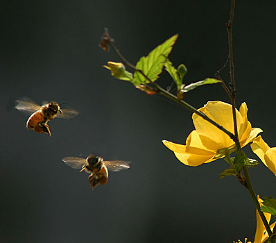 棣棠花,蜜蜂,采蜜,春天,阳光